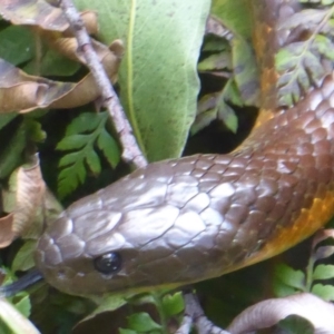 Notechis scutatus at Cotter River, ACT - 21 Jan 2019 01:19 PM