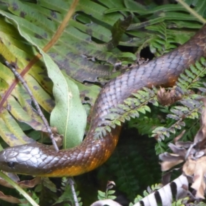 Notechis scutatus at Cotter River, ACT - 21 Jan 2019