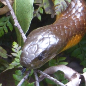 Notechis scutatus at Cotter River, ACT - 21 Jan 2019