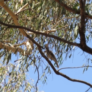 Oriolus sagittatus at Amaroo, ACT - 23 Jan 2019