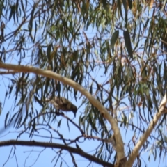 Oriolus sagittatus at Amaroo, ACT - 23 Jan 2019