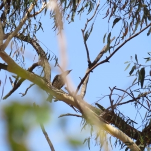 Oriolus sagittatus at Amaroo, ACT - 23 Jan 2019