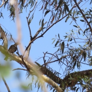 Oriolus sagittatus at Amaroo, ACT - 23 Jan 2019