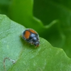 Diomus notescens (Little two-spotted ladybird) at Kambah, ACT - 23 Jan 2019 by HarveyPerkins