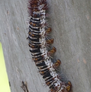 Chelepteryx collesi at Duffy, ACT - 22 Jan 2019