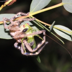 Neosparassus calligaster at Ainslie, ACT - 22 Jan 2019