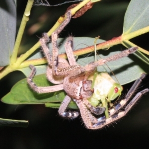 Neosparassus calligaster at Ainslie, ACT - 22 Jan 2019