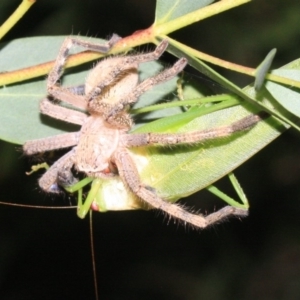 Neosparassus calligaster at Ainslie, ACT - 22 Jan 2019