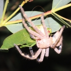 Neosparassus calligaster at Ainslie, ACT - 22 Jan 2019 09:57 PM