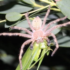 Neosparassus calligaster at Ainslie, ACT - 22 Jan 2019 09:57 PM