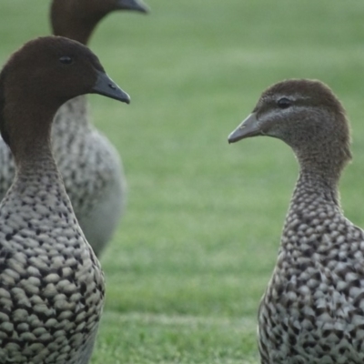 Chenonetta jubata (Australian Wood Duck) at Capital Hill, ACT - 21 Jan 2019 by roymcd