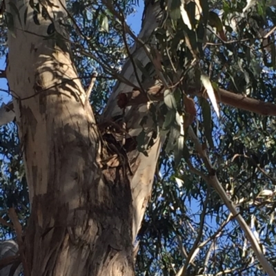 Callocephalon fimbriatum (Gang-gang Cockatoo) at Lyons, ACT - 21 Jan 2019 by JanK