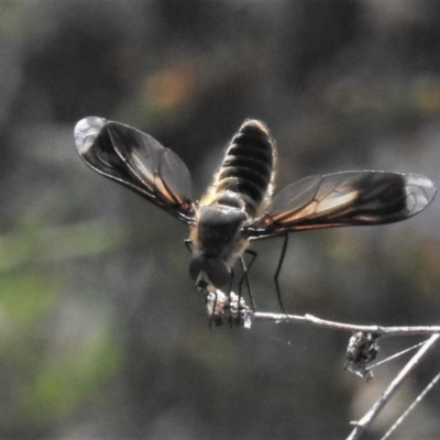 Comptosia sp. (genus) (Unidentified Comptosia bee fly) at Tuggeranong DC, ACT - 23 Jan 2019 by JohnBundock