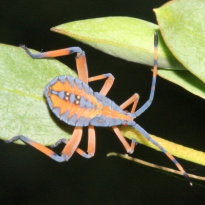 Amorbus sp. (genus) (Eucalyptus Tip bug) at Ainslie, ACT - 22 Jan 2019 by jb2602