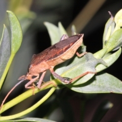 Amorbus sp. (genus) at Ainslie, ACT - 22 Jan 2019 10:00 PM