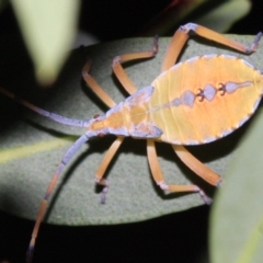 Amorbus sp. (genus) at Ainslie, ACT - 22 Jan 2019 10:00 PM