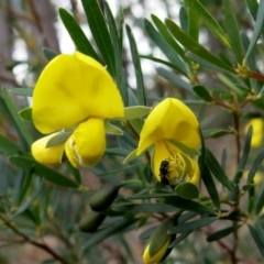 Gompholobium latifolium (Golden Glory Pea, Giant Wedge-pea) at Conjola, NSW - 16 Oct 2018 by Margieras