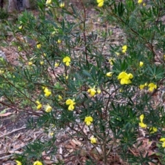 Gompholobium latifolium at Conjola, NSW - 16 Oct 2018 12:20 PM