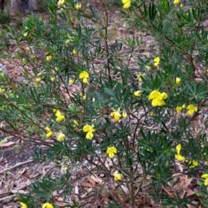 Gompholobium latifolium at Conjola, NSW - 16 Oct 2018 12:20 PM