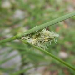 Carex inversa (Knob Sedge) at Cook, ACT - 19 Dec 2018 by CathB