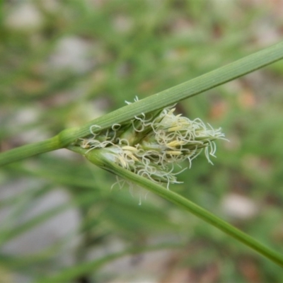 Carex inversa (Knob Sedge) at Mount Painter - 19 Dec 2018 by CathB