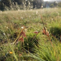 Themeda triandra (Kangaroo Grass) at Cook, ACT - 16 Jan 2019 by CathB