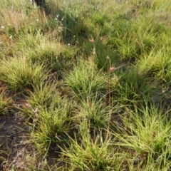 Themeda triandra at Cook, ACT - 16 Jan 2019