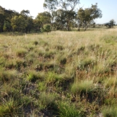 Poa labillardierei (Common Tussock Grass, River Tussock Grass) at Mount Painter - 15 Jan 2019 by CathB