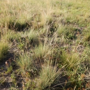 Poa labillardierei at Cook, ACT - 16 Jan 2019