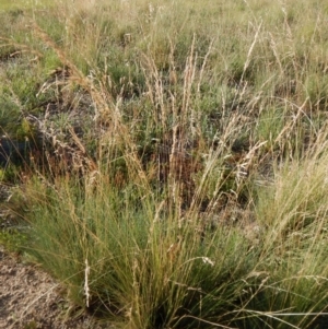 Poa labillardierei at Cook, ACT - 16 Jan 2019