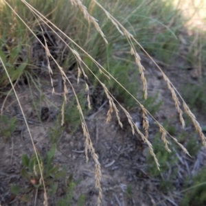 Poa labillardierei at Cook, ACT - 16 Jan 2019