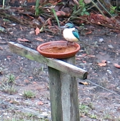 Todiramphus sanctus (Sacred Kingfisher) at Conjola, NSW - 10 Jan 2019 by Margieras