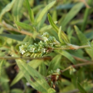 Persicaria prostrata at Cook, ACT - 16 Jan 2019 07:51 AM