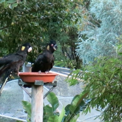 Zanda funerea (Yellow-tailed Black-Cockatoo) at Conjola, NSW - 30 Jan 2019 by Margieras