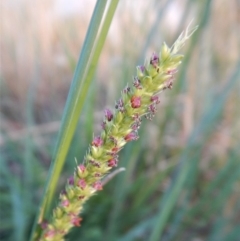 Setaria (genus) (Pigeon Grass) at Cook, ACT - 17 Jan 2019 by CathB