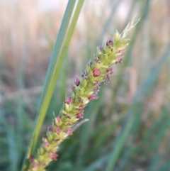 Setaria sp. (Pigeon Grass) at Cook, ACT - 17 Jan 2019 by CathB