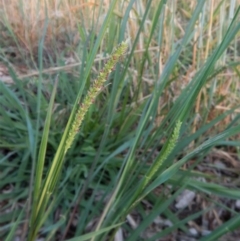 Setaria sp. at Cook, ACT - 17 Jan 2019