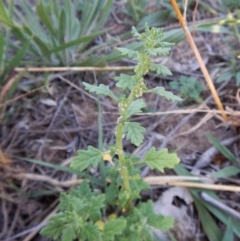 Dysphania pumilio (Small Crumbweed) at Cook, ACT - 17 Jan 2019 by CathB