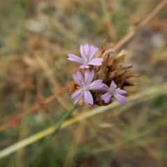 Petrorhagia nanteuilii (Proliferous Pink, Childling Pink) at Cook, ACT - 18 Jan 2019 by CathB