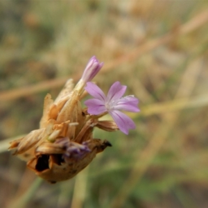 Petrorhagia nanteuilii at Cook, ACT - 18 Jan 2019