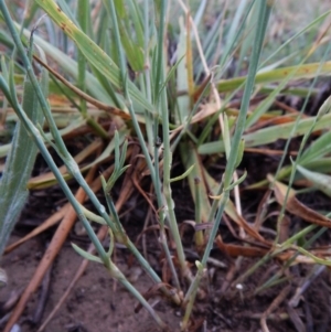 Petrorhagia nanteuilii at Cook, ACT - 18 Jan 2019 06:33 AM