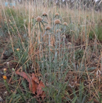 Euchiton sphaericus (star cudweed) at Cook, ACT - 18 Jan 2019 by CathB