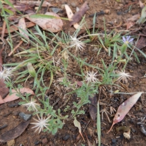 Vittadinia cuneata var. cuneata at Cook, ACT - 18 Jan 2019