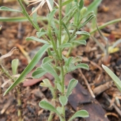 Vittadinia cuneata var. cuneata at Cook, ACT - 18 Jan 2019