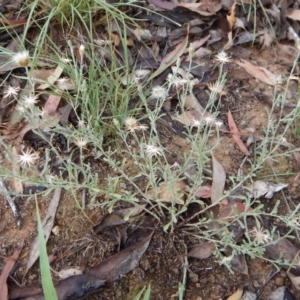 Vittadinia gracilis at Dunlop, ACT - 18 Jan 2019