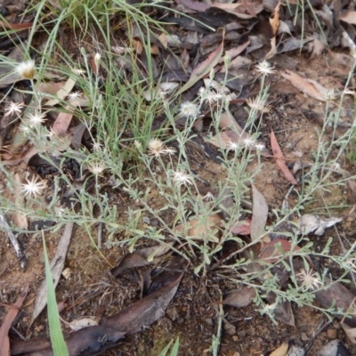 Vittadinia gracilis (New Holland Daisy) at Dunlop, ACT - 17 Jan 2019 by CathB