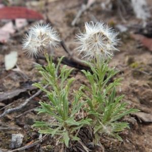 Vittadinia muelleri at Dunlop, ACT - 18 Jan 2019