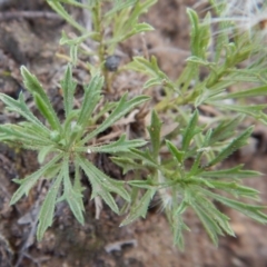 Vittadinia muelleri at Dunlop, ACT - 18 Jan 2019 07:53 AM