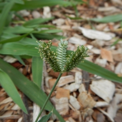 Eleusine tristachya (Goose Grass, Crab Grass, American Crows-Foot Grass) at Cook, ACT - 20 Jan 2019 by CathB