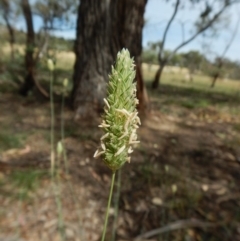 Phalaris aquatica (Phalaris, Australian Canary Grass) at Dunlop, ACT - 19 Jan 2019 by CathB